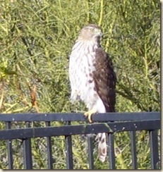 Young hawk cu goodish 2-19-2009 7-04-05 AM 722x689