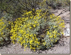 Brittle bush