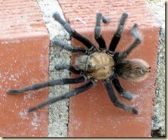 My tarantula 8-12-2009 4-03-00 AM 1035x1118