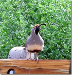 Beautiful Male Quail 6-25-2010 7-52-46 AM 923x1104 Beautiful Male Quail 6-25-2010 7-52-46 AM 923x1104