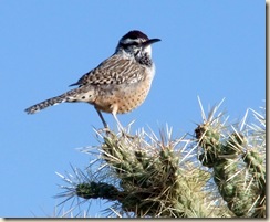 2010_1018roadrunner0001 2010_1018roadrunner0001