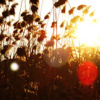 DSC09519111.jpg