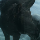 Moose