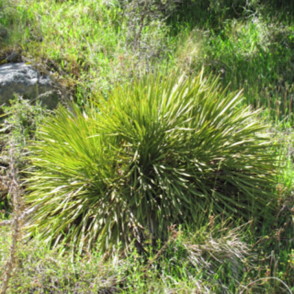 Spotting Image 1