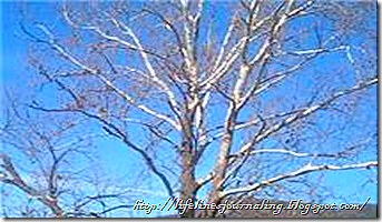 treebranch2 treebranch2