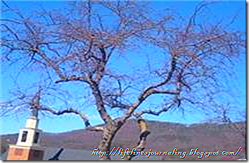 treebranch4 treebranch4