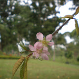Liburan Semester 6