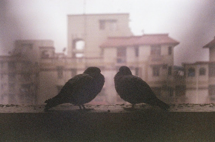 Pigeons