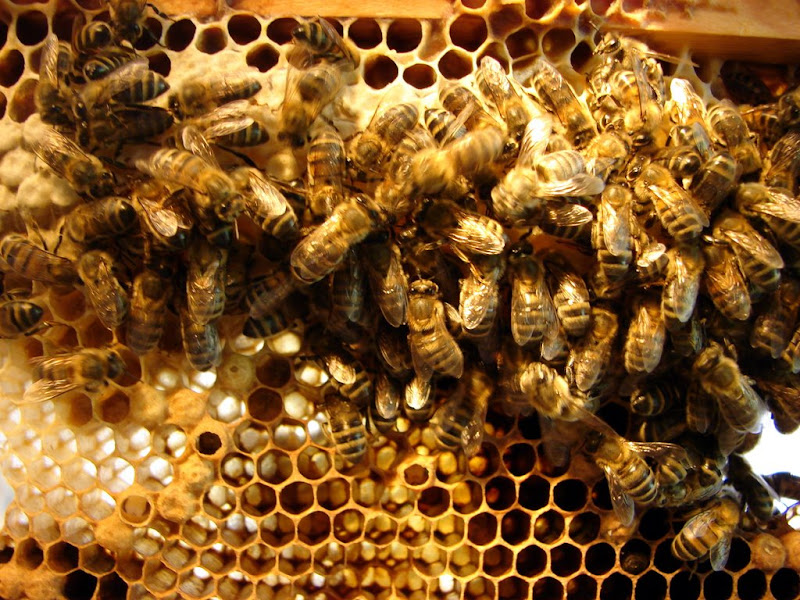 Apiculture ou... Apis culture ;-) DSC05379
