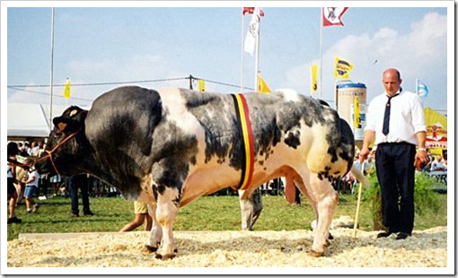 Feira da Agricultura - assim na Holanda (3)