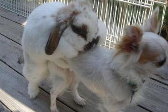 [Foto de Amor entre animais - Ternura e paixao sem igual (50)[5].jpg]