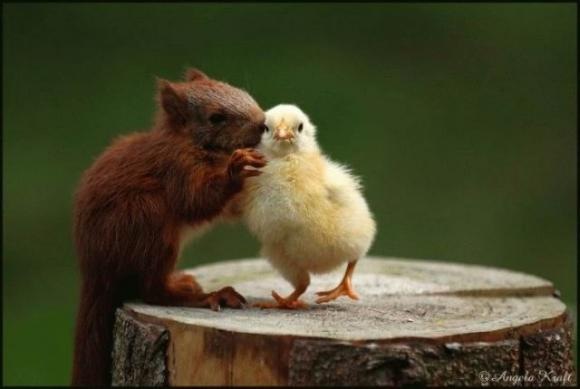 [Foto de Amor entre animais - Ternura e paixao sem igual (47)[2].jpg]
