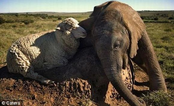 [Foto de Amor entre animais - Ternura e paixao sem igual (29)[2].jpg]
