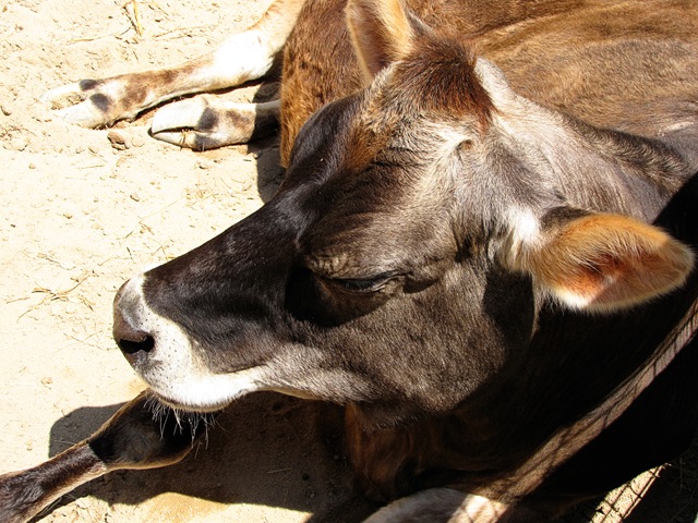 [zoocow[4].jpg]