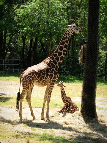 [zoogiraffes[4].jpg]