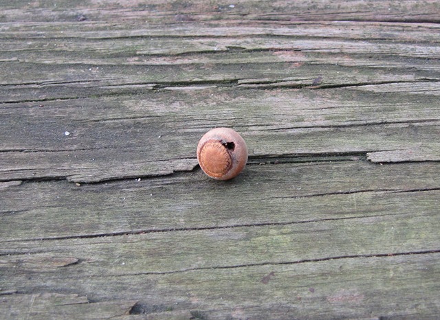 [acorn[4].jpg]