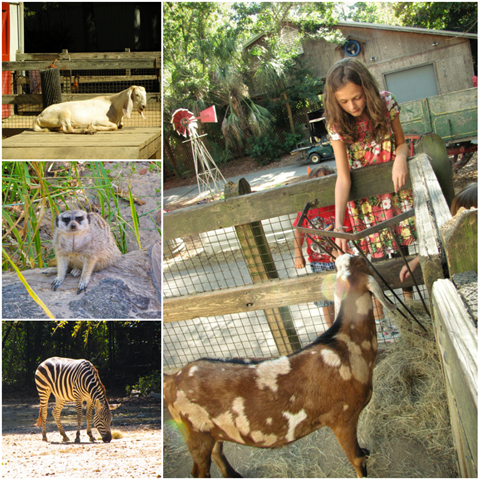 [zoocollage4[4].png]