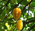 cha-de-folha-de-carambola-para-ajudar-no-emagrecimento