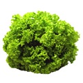 salada_alface salada_alface