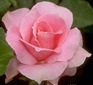 rosa_redimensionada rosa_redimensionada