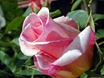 rosa rosa