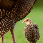 Wild Turkey