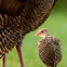 Wild Turkey