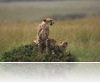 cheetah-and-cubs-wallpapers_12991_1440x900