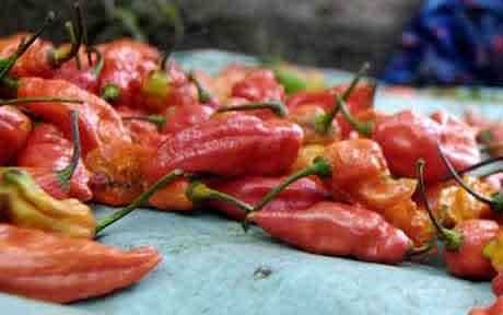 [Sambal pedas[3].jpg]