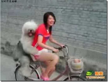 ride_a_bike_with_a_dog_5-550x416-custom ride_a_bike_with_a_dog_5-550x416-custom