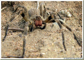 Poisonous Animals
