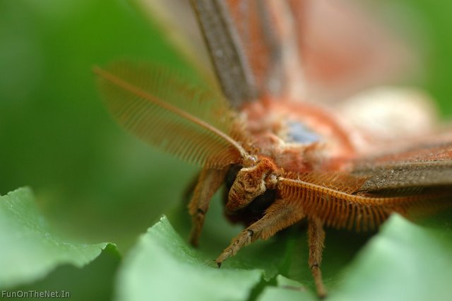 LargestButterfly
