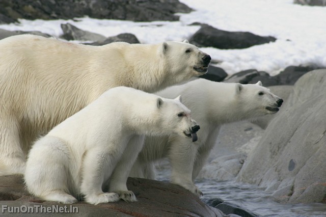 PolarBear