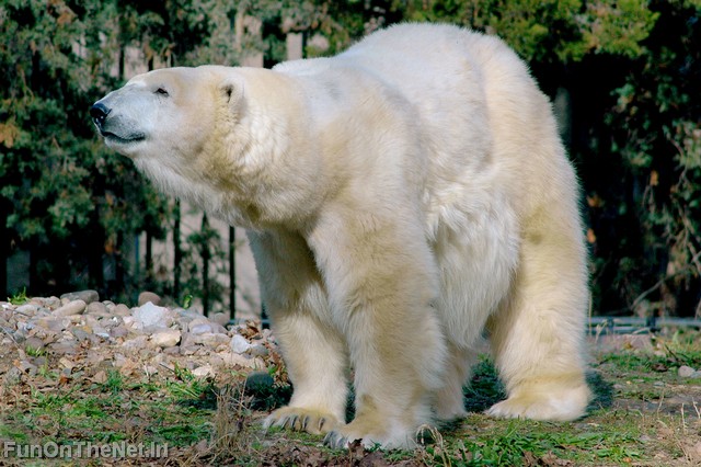 PolarBear