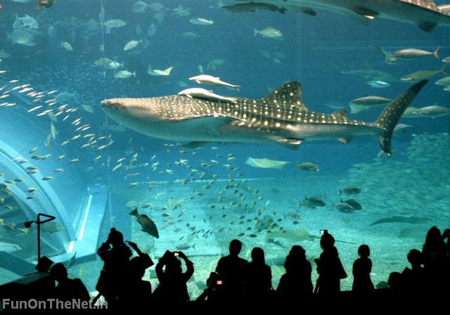 Picture Whale Shark