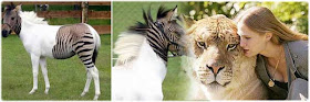 Hybrid Animals Hybrid Animals