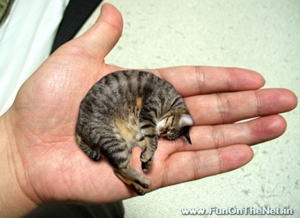 smallest cat in world. World#39;s Smallest Hamster: 2.5