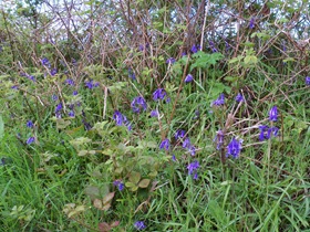 bluebells, hyacinthoides non-scripta