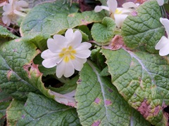 Primrose flower, Primula vulgaris
