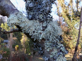 Lichen growing on tree