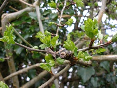 Bursting Hawthorn buds. Craetagus monogyna