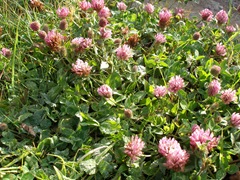 Red Clover (Triflolium pratense) flowering in the centre of the track.