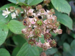 blackberries,rubus fruticosus, berries,fruits