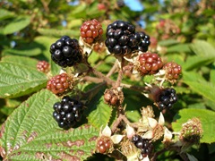 blackberries,rubus fruticosus,ripe blackberries