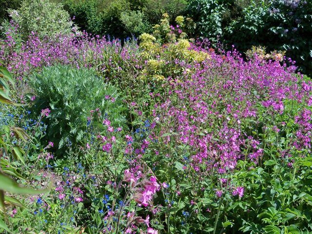 a bed of wild red campion, silene dioca