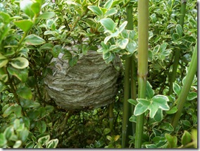 wasp nest hanging in the box