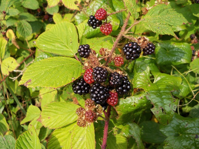 [blackberries_ripe[2].jpg]