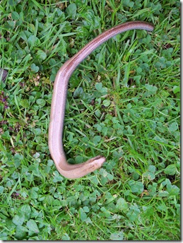slowworm laying in the grass, Anguis fragilis