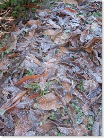 frost coated sweet chestnut leaves