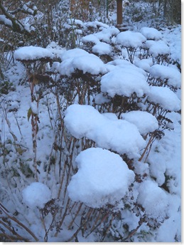 Sedums with a cap of snow.